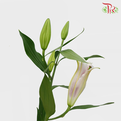Lily Oriental Marlon 2 & 3 & 4 + - (5 Stems)-Pink-Vietnam-prflorist.com.my