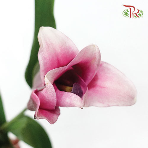 Lily Oriental Robina / Barcadi 2 & 3 & 4 + - (5 Stems)-Pink-Vietnam-prflorist.com.my