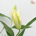 Lily - Yellow 4+ (5 Stems)-Yellow-Malaysia-prflorist.com.my