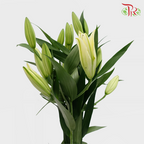 Lily - Yellow 4+ (5 Stems)-Yellow-Malaysia-prflorist.com.my