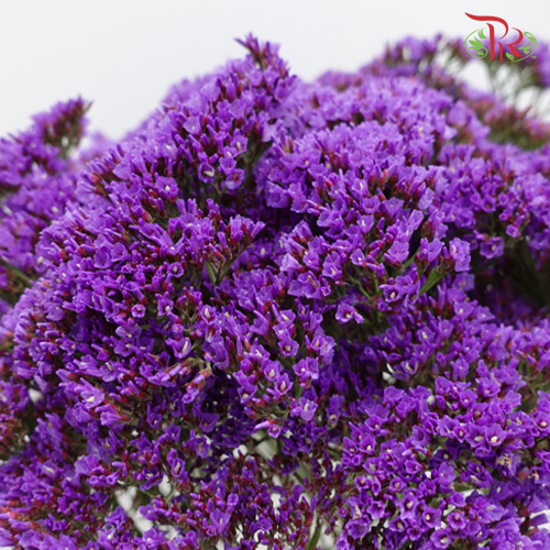 Limonium Misty - (Per Bunch)-Purple-China-prflorist.com.my