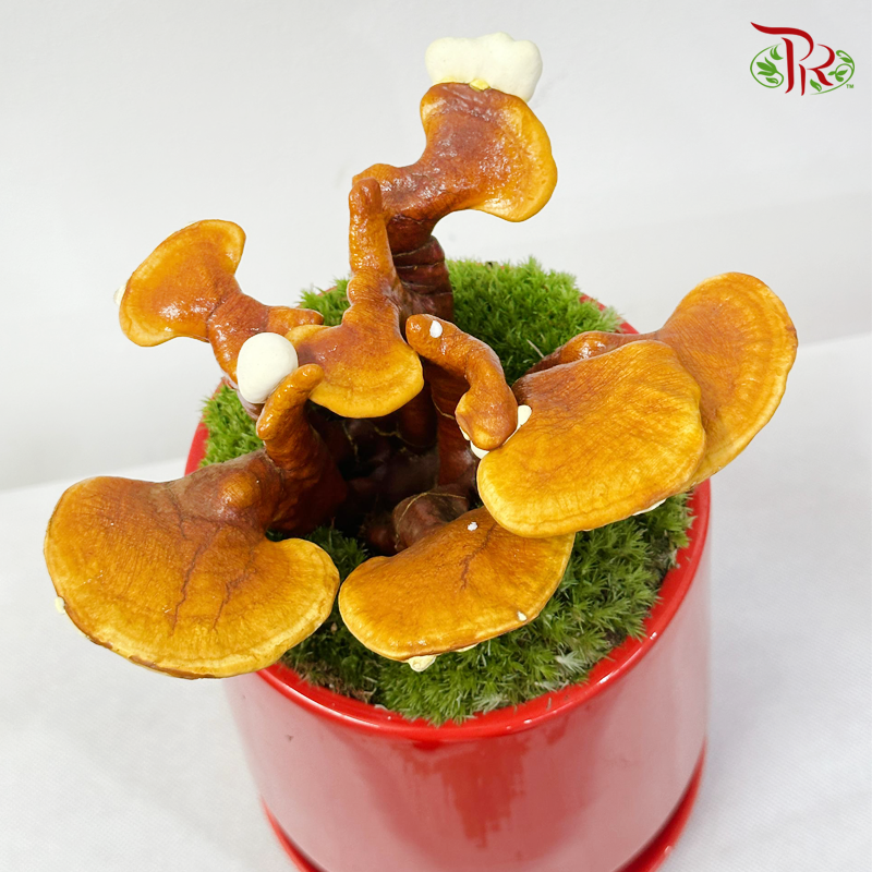 CNY Arrangement- Ling Zhi (Ganoderma)《灵芝如意》