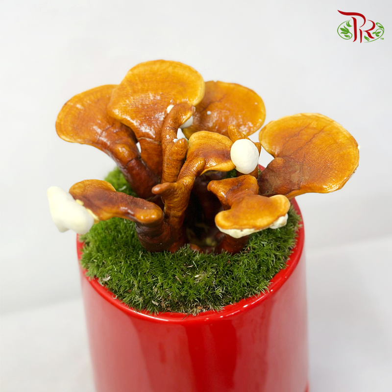 CNY Arrangement- Ling Zhi (Ganoderma)《灵芝如意》