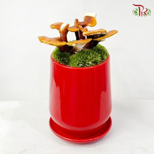 CNY Arrangement- Ling Zhi (Ganoderma)《灵芝如意》