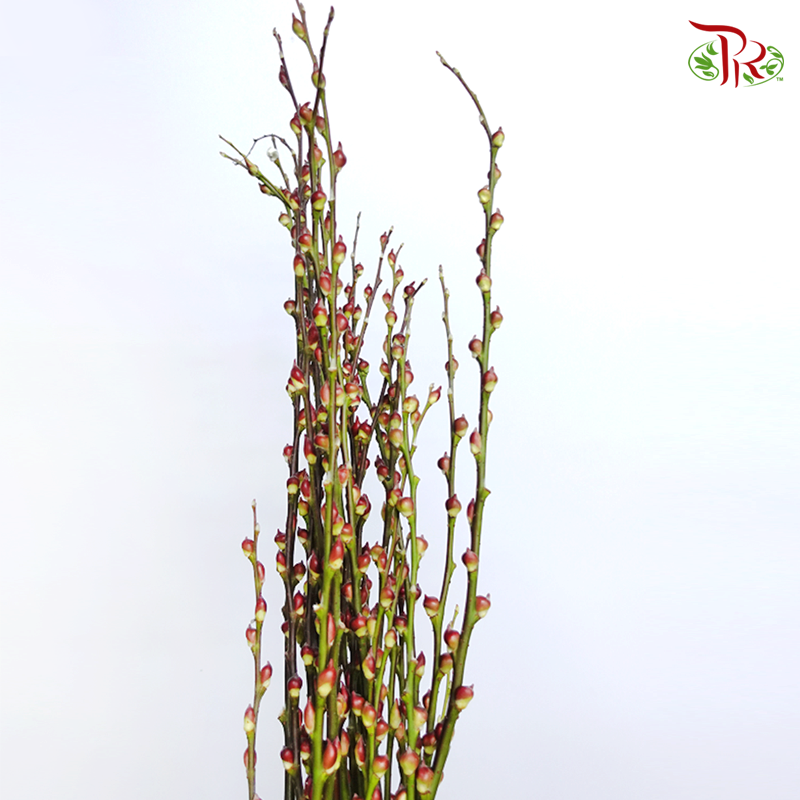 Pussy Willow Lion Head (5FT)