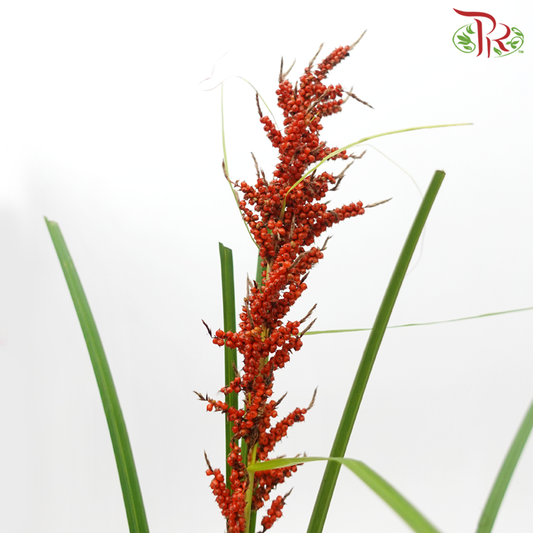 Little Broomcorn (Per Bunch)-China-prflorist.com.my