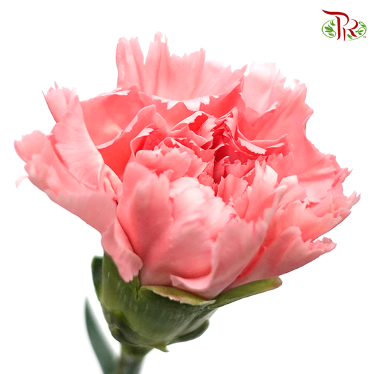 Carnation - Little Pink (18-20 Stems) - Pudu Ria Florist