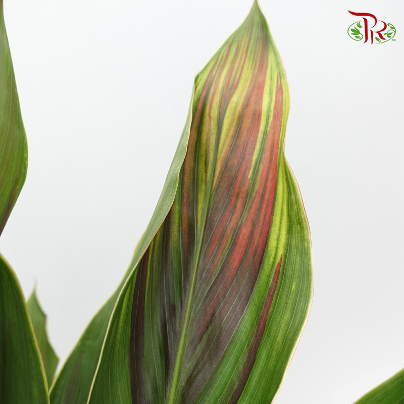 HW - Snow Cordyline Rainbow (Hawaii Flag Top)