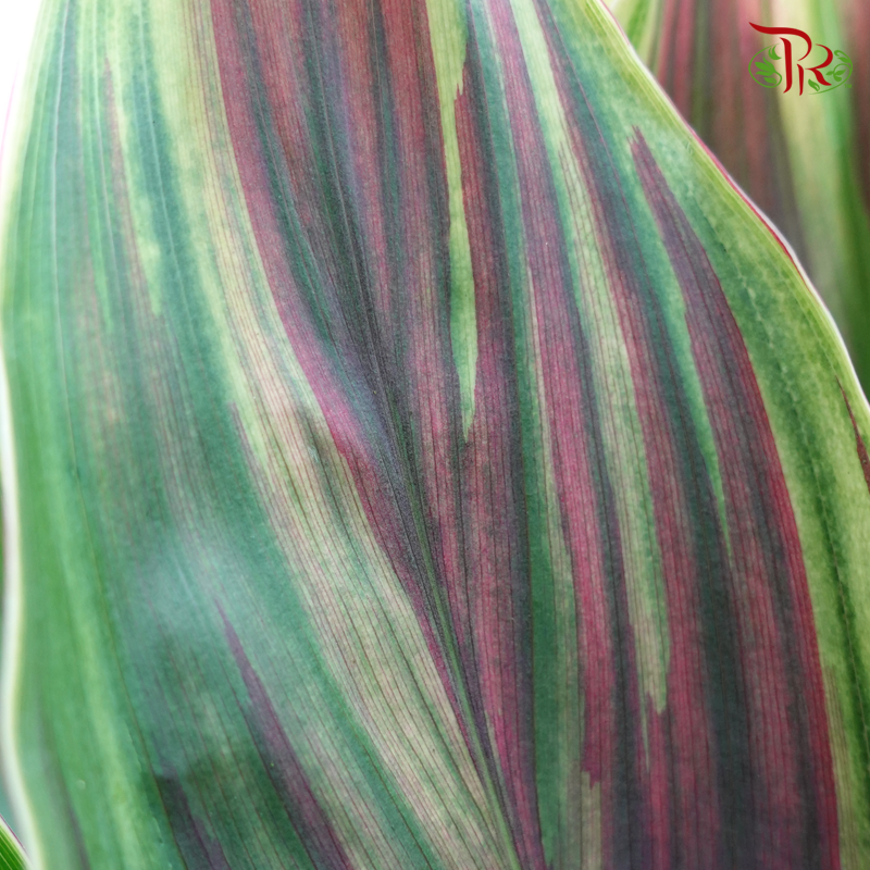 HW - Snow Cordyline Rainbow (Hawaii Flag Top)