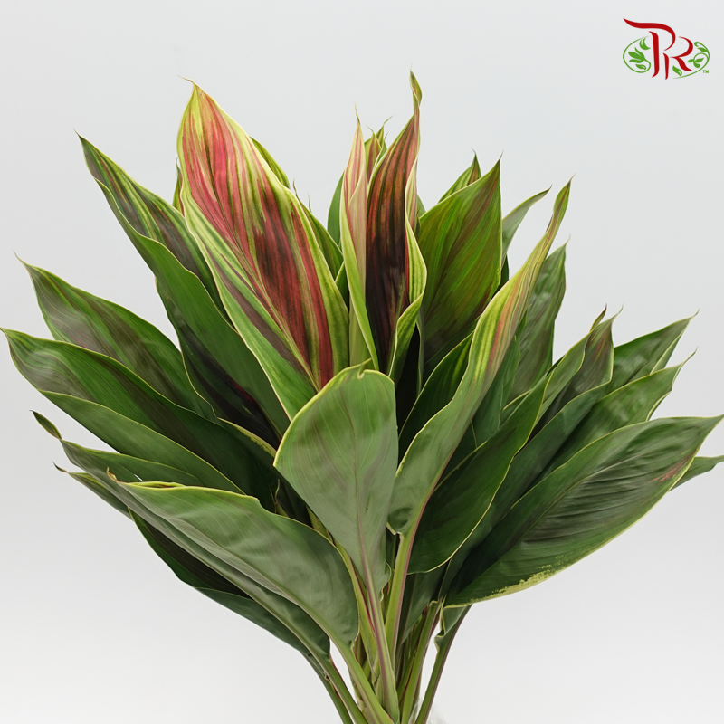 HW - Snow Cordyline Rainbow (Hawaii Flag Top)