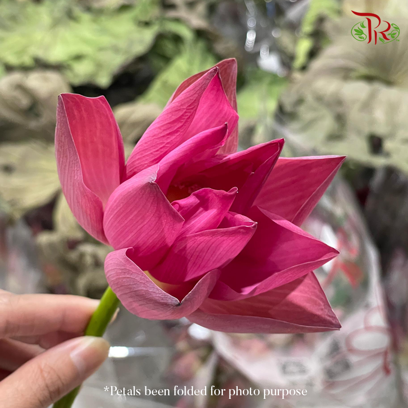 HW- Lotus Flower - Unfold type (Per Stem)