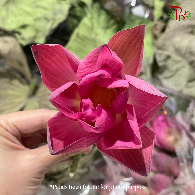 HW- Lotus Flower - Unfold type (Per Stem)