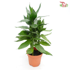Lotus Bamboo (3 in 1) 《荷花竹》-Pudu Ria Florist-prflorist.com.my
