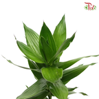 Lotus Bamboo ( 5 Stems )-Pudu Ria Florist-prflorist.com.my