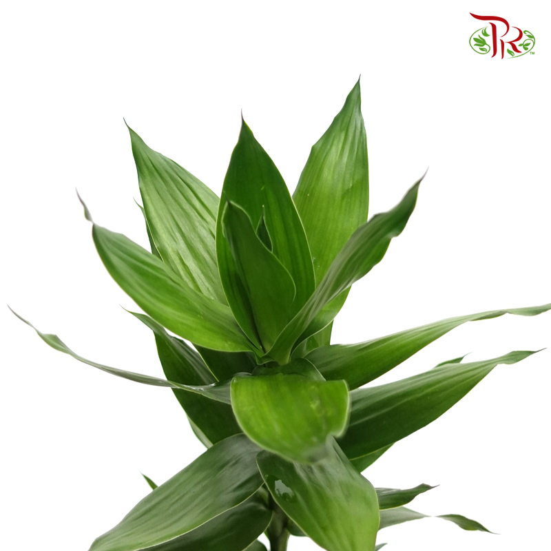 Lotus Bamboo ( 5 Stems )-Pudu Ria Florist-prflorist.com.my