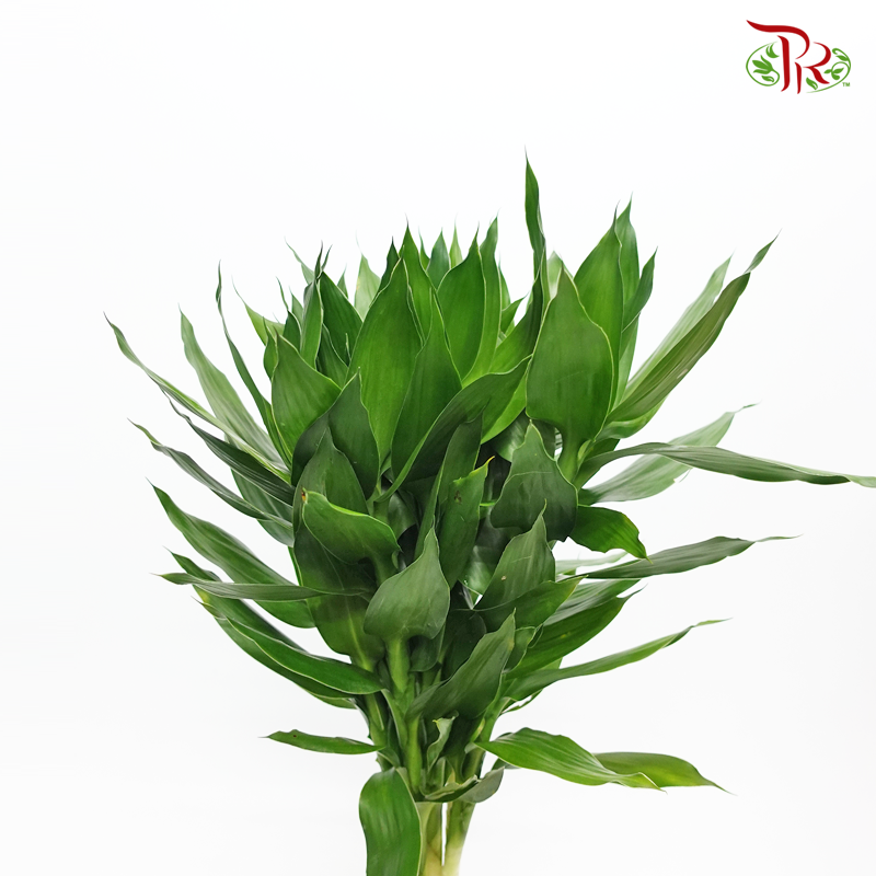 Lotus Bamboo ( 5 Stems )-Pudu Ria Florist-prflorist.com.my