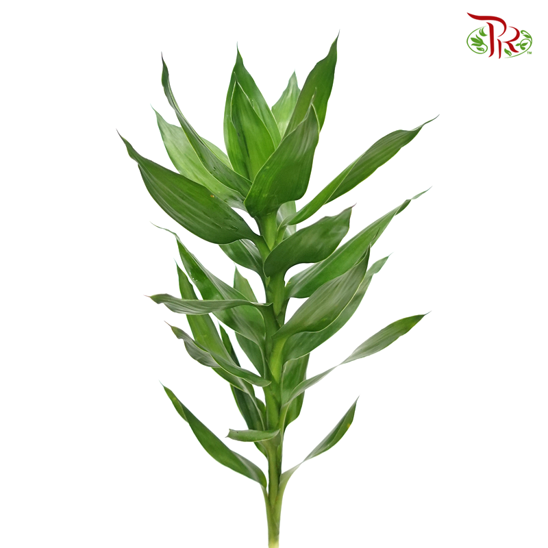 Lotus Bamboo ( 5 Stems )-Pudu Ria Florist-prflorist.com.my