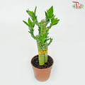 Lotus Bamboo P90 (3in1)《荷花竹》