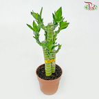 Lotus Bamboo P90 (3in1)《荷花竹》