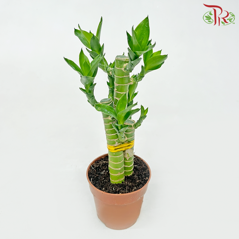 Lotus Bamboo P90 (3in1)《荷花竹》