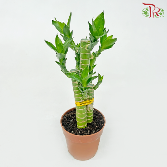 Lotus Bamboo P90 (3in1)《荷花竹》