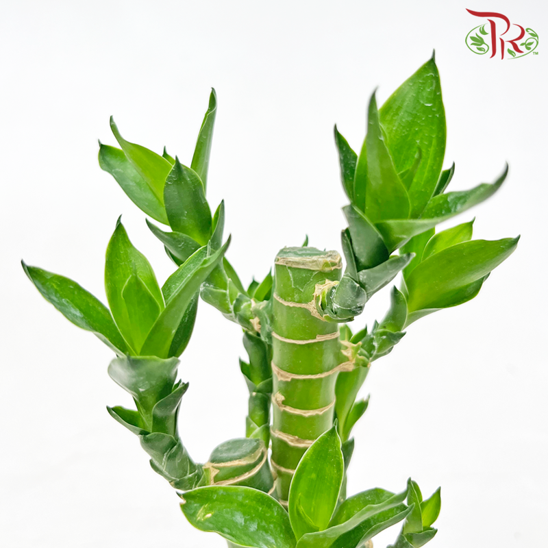 Lotus Bamboo P90 (3in1)《荷花竹》