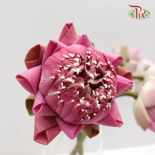 Lotus Pink - (5 Stems)-Pink-Thailand-prflorist.com.my