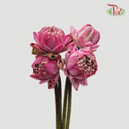 Lotus Pink - (5 Stems)-Pink-Thailand-prflorist.com.my
