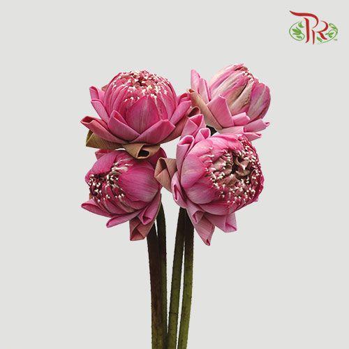 Lotus Pink - (5 Stems)-Pink-Thailand-prflorist.com.my