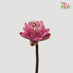 Lotus Pink - (5 Stems)-Pink-Thailand-prflorist.com.my