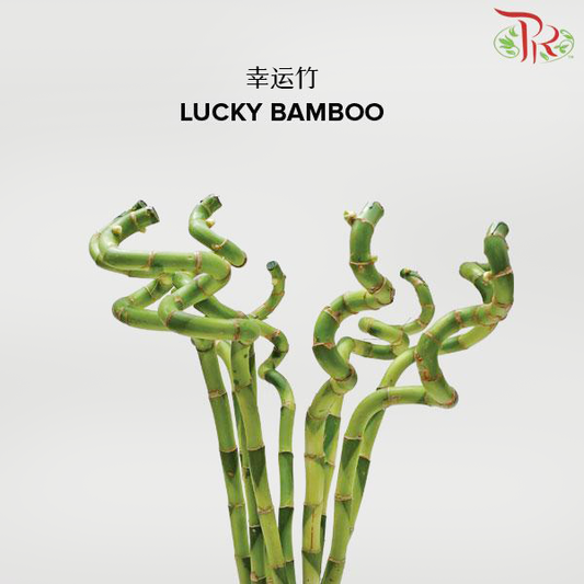 Lucky Bamboo 幸运竹 - (10 Stems) (50cm/60cm/80cm/100cm/120cm)-Pudu Ria Florist-prflorist.com.my