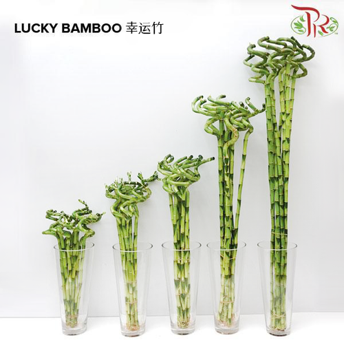 lucky bamboo malaysia Lucky Bamboo 幸运竹