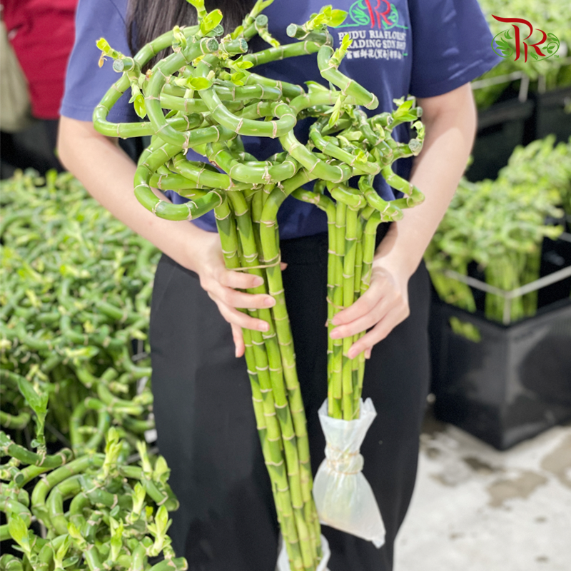 Lucky Bamboo 幸运竹 - (10 Stems) (50cm/60cm/80cm/100cm/120cm)-Pudu Ria Florist-prflorist.com.my