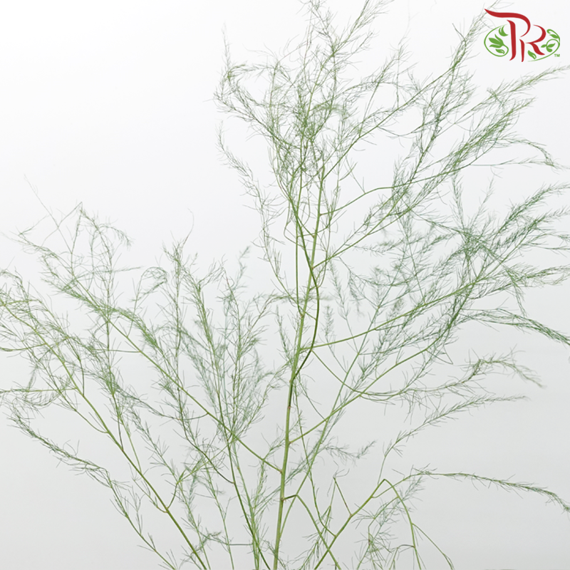 Luxuncao (Asparagus Grass) - (Per Bunch)-China-prflorist.com.my