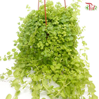 Lysimachia P140《金钱草》-Pudu Ria Florist-prflorist.com.my