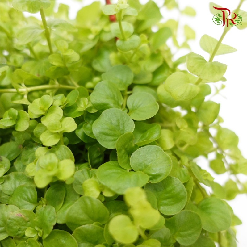 Lysimachia P140《金钱草》-Pudu Ria Florist-prflorist.com.my