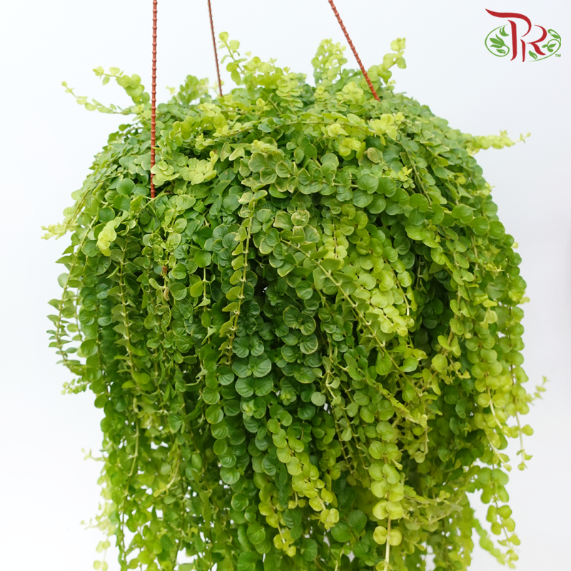 Lysimachia P262《金钱草》-Pudu Ria Florist-prflorist.com.my