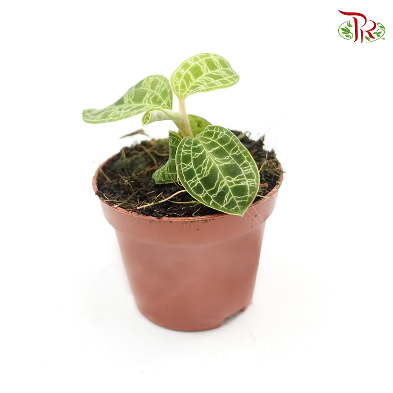 Macodes Petola 《宝石兰》-Pudu Ria Florist-prflorist.com.my