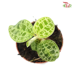 Macodes Petola 《宝石兰》-Pudu Ria Florist-prflorist.com.my