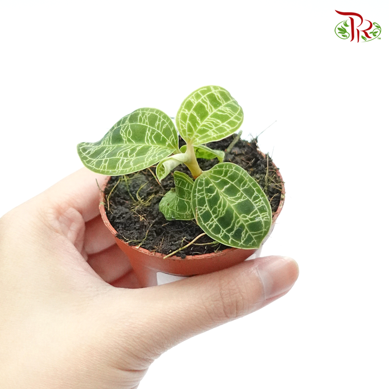 Macodes Petola 《宝石兰》-Pudu Ria Florist-prflorist.com.my