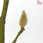 Magnolia Flower Yulan (玉兰枝) - (Per Bunch)-China-prflorist.com.my