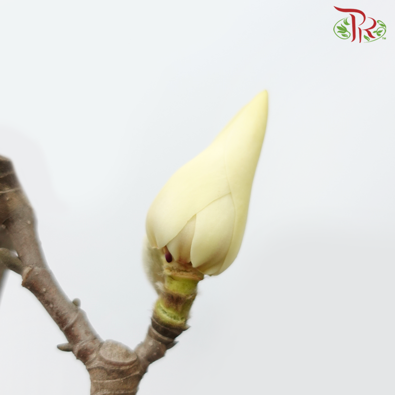 Magnolia Flower Yulan White《玉兰枝》- (Per Bunch)