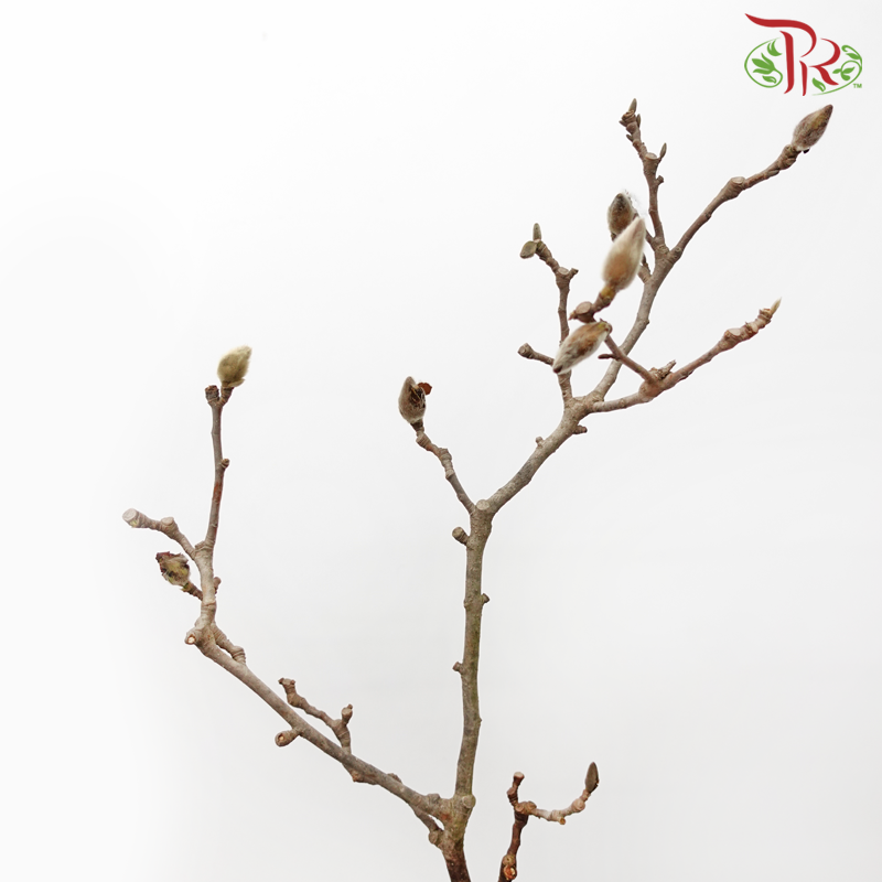 Magnolia Flower Yulan White《玉兰枝》- (Per Bunch)