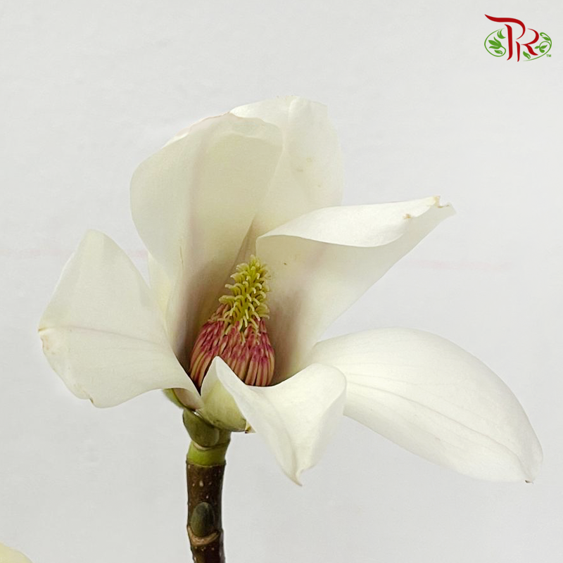 Magnolia Flower Yulan White《玉兰枝》- (Per Bunch)