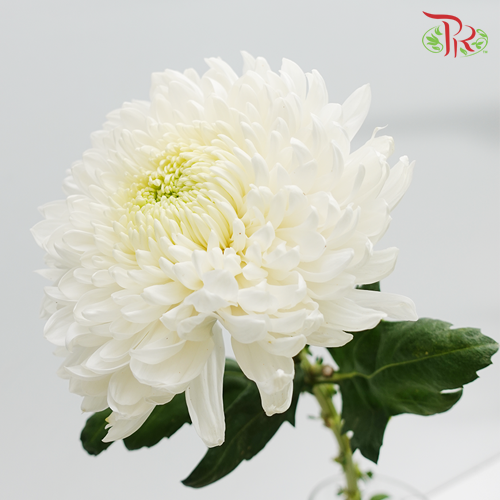 Magnum Mum - White (6 Stems)-White-Malaysia-prflorist.com.my