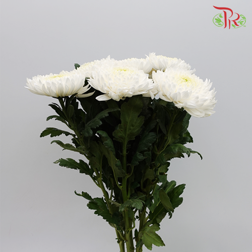 Magnum Mum - White (6 Stems)-White-Malaysia-prflorist.com.my