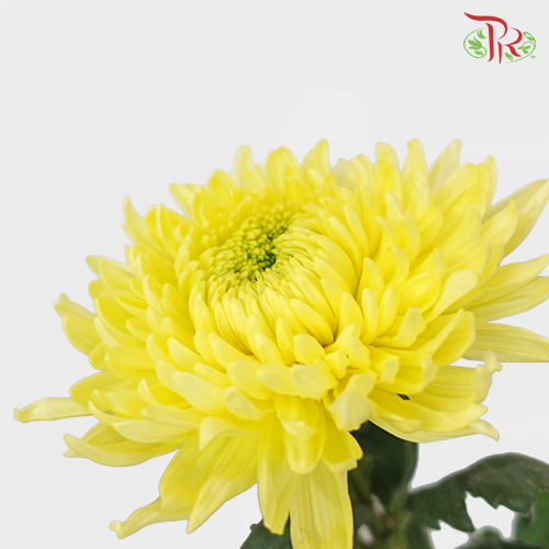 Magnum Mum - Yellow (6 Stems)-Yellow-Malaysia-prflorist.com.my