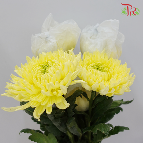 Magnum Mum - Yellow (6 Stems)-Yellow-Malaysia-prflorist.com.my