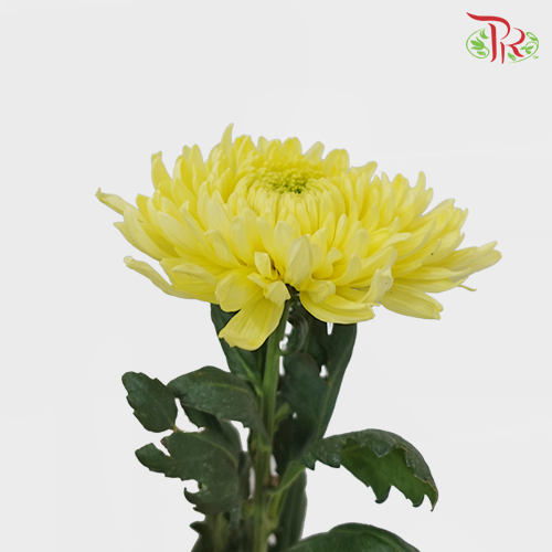 Magnum Mum - Yellow (6 Stems)-Yellow-Malaysia-prflorist.com.my