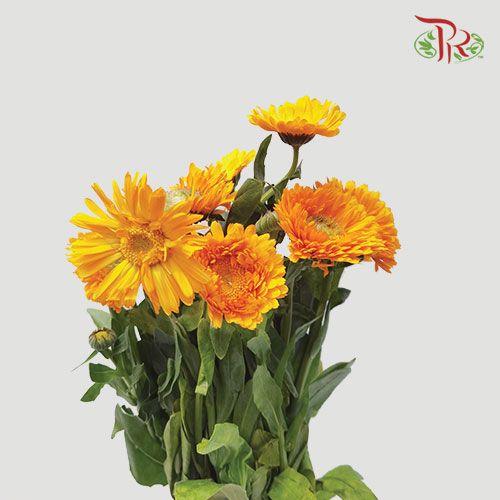 Marigold - Orange (10 Stems)-Orange-China-prflorist.com.my